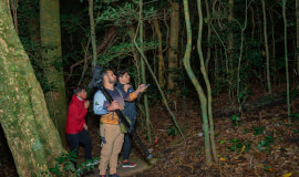 Monteverde Guided Night Walk