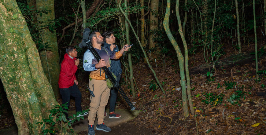 Monteverde Guided Night Walk
